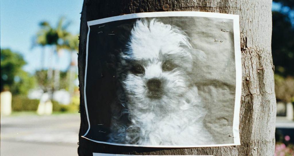 A poster of a lost dog is stuck to a tree