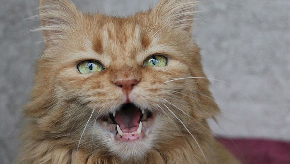 An orange Mackerel cat with green eyes meowing