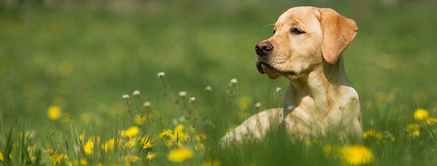 My dog has Laryngeal Paralysis (Lar Par) but we were told he cannot have surgery because of his age. Should we seek a second opinion? My dog has Laryngeal Paralysis (Lar Par) but we were told he cannot have surgery because of his age. Should we seek a second opinion?