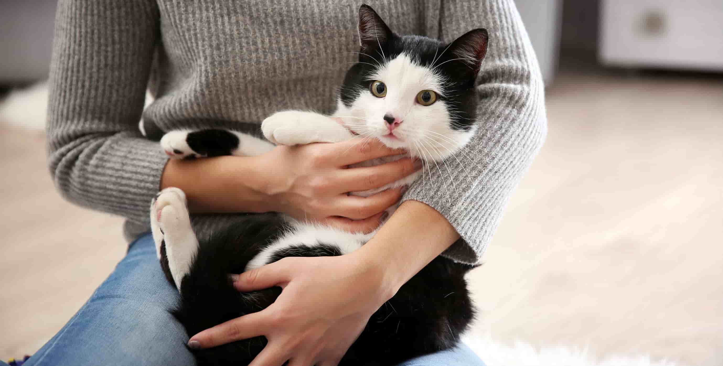 How can I make my cat more affectionate? How can I make my cat more affectionate?