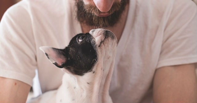 A dog being held by their owner looking directly at each other