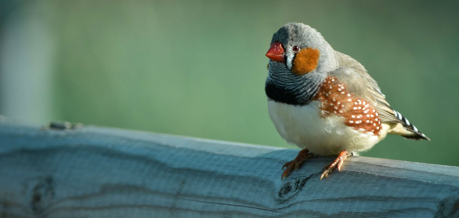 Should I be concerned about poop sticking to my bird’s bum and does this need to be cleaned?