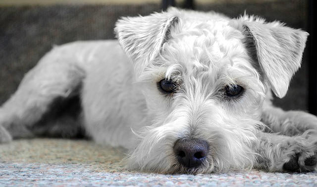 A white dog laying down on a carpet