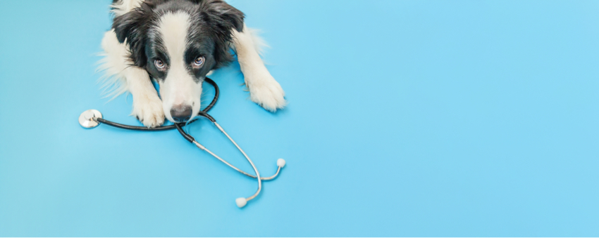 A border collie is laying on top of a stethoscope on a sky blue floor
