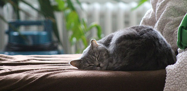 A British shorthair cat sleeping on their own on a cushion