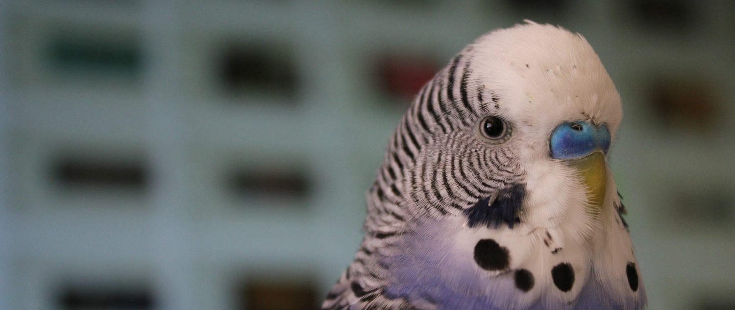 My budgie has brown feathers above the ceres. What is the cause and treatment?