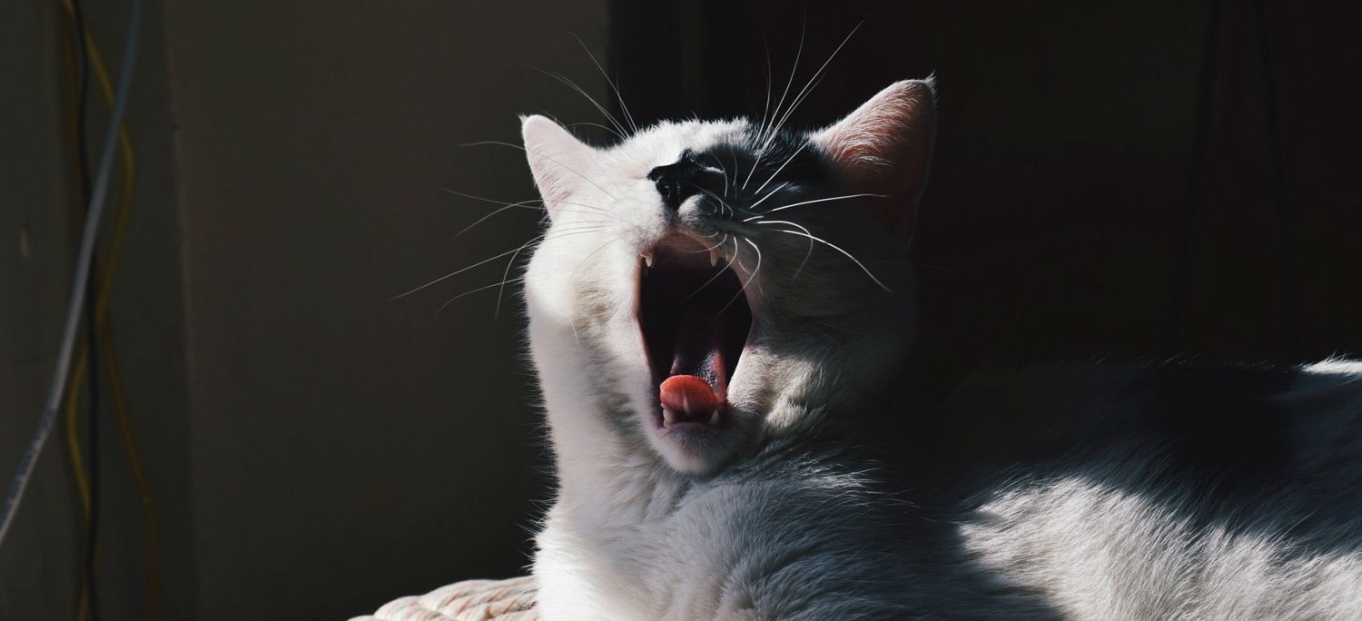 Why is my cat drooling excessively? Healthcare for Pets