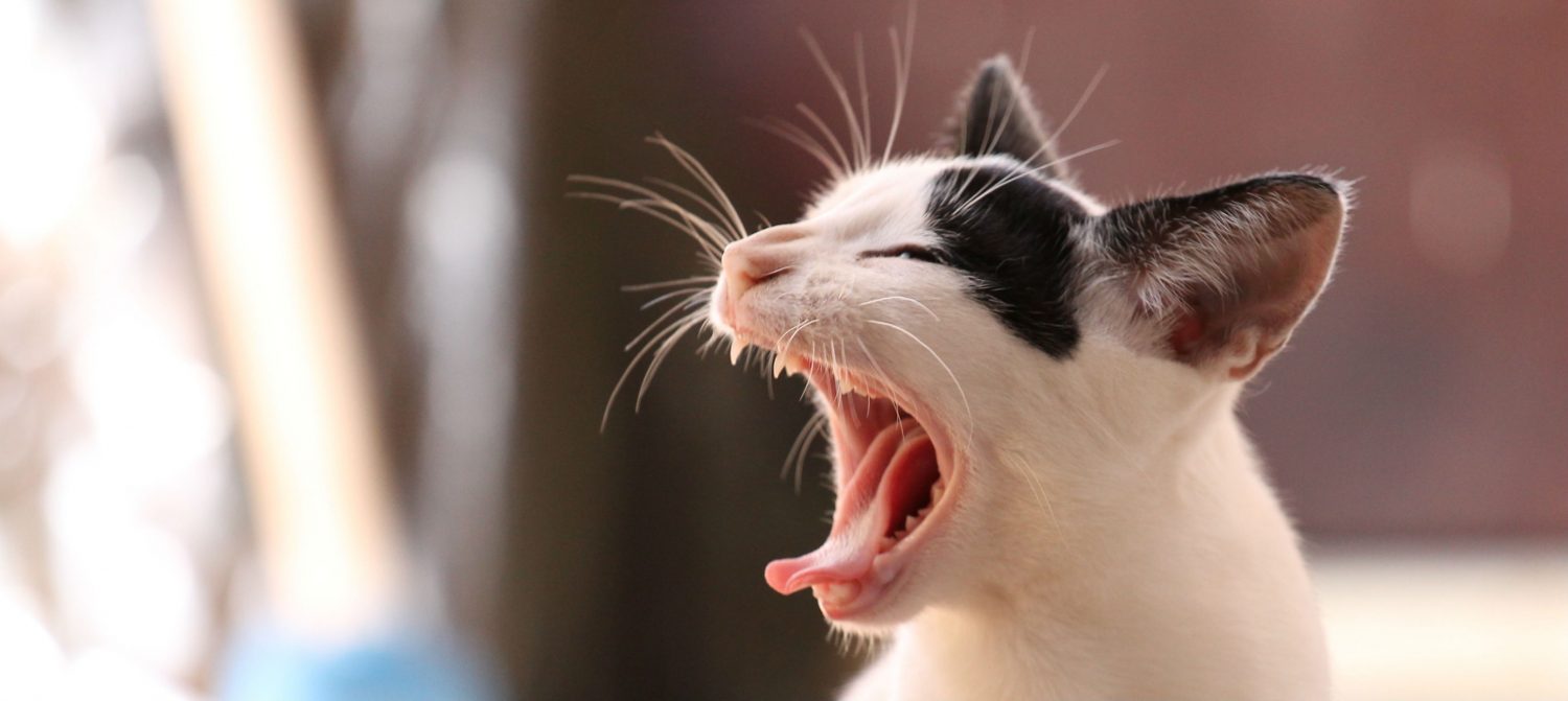Our cat has been coughing frequently. What is the cause and do we have to proceed with extensive testing? Our cat has been coughing frequently. What is the cause and do we have to proceed with extensive testing?