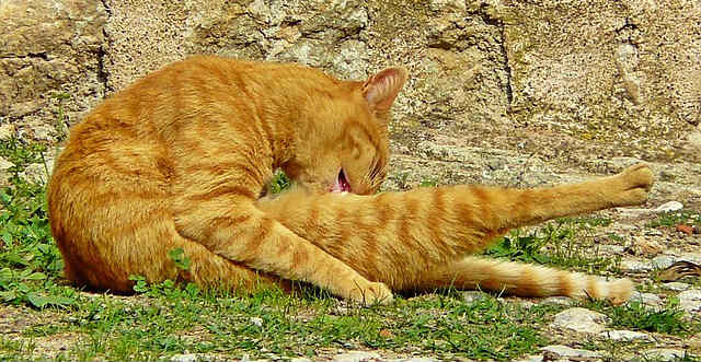 An orange striped cat grooming the fur on its right leg