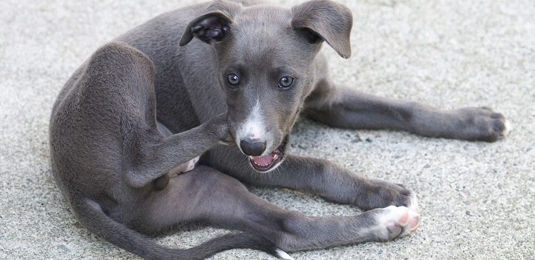 Why does my dog have bald spots and little bumps on his skin?