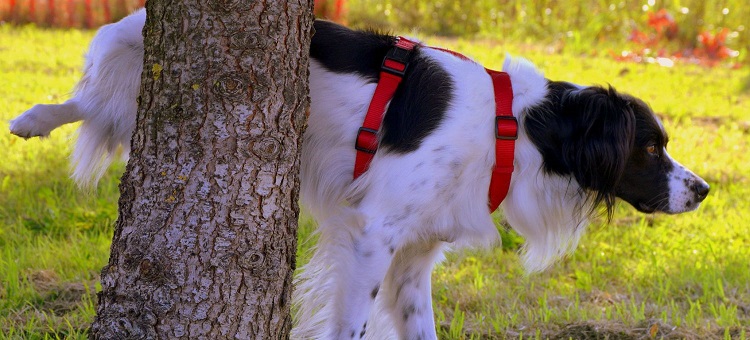 My dog has bladder stones and is unable to urinate. What is the treatment and how can we prevent this from reoccurring?