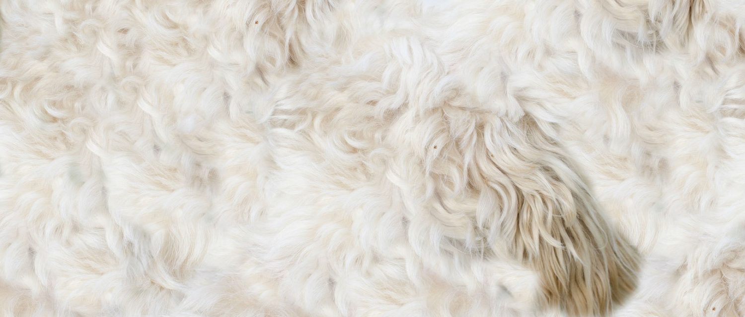 dogs hair falling out