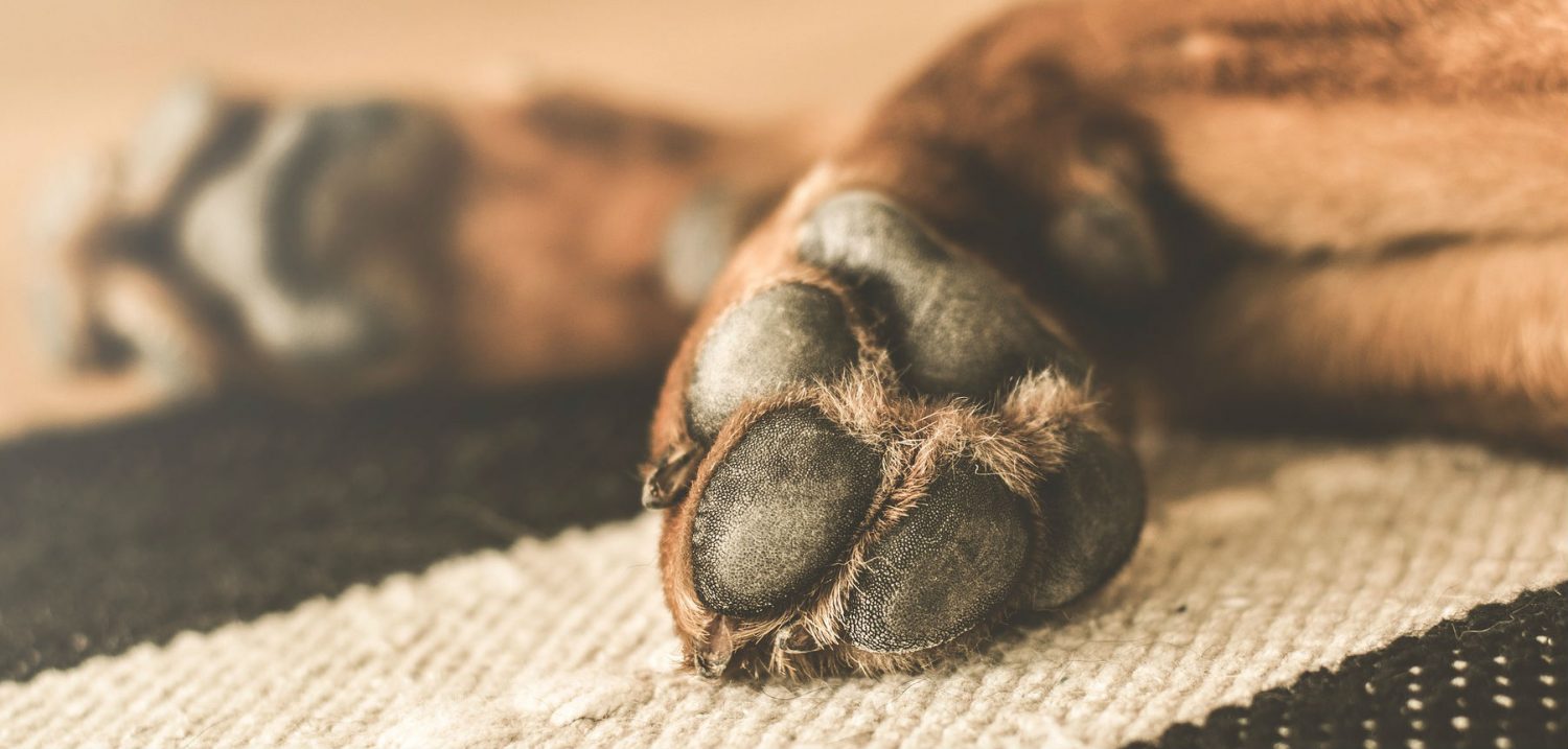 My dog injured his paw pads. What should I be doing to help it heal? My dog injured his paw pads. What should I be doing to help it heal?