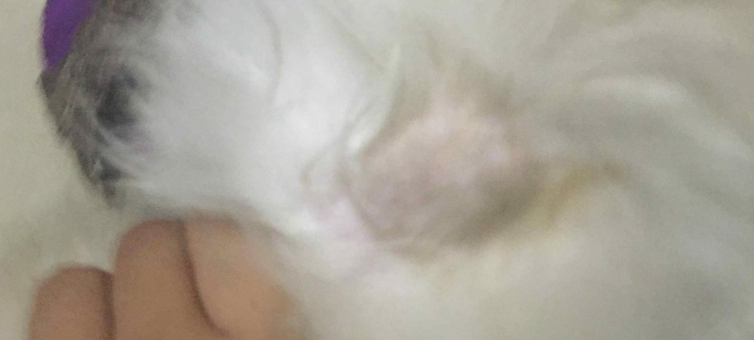My dog has a lump on her back after receiving a vaccination and it