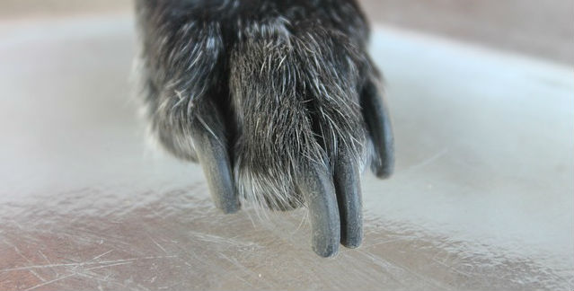 A dog's paw with black hair and long nails