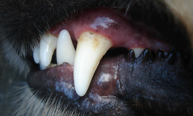 A close up of a dog's fang tooth with some tartar on it