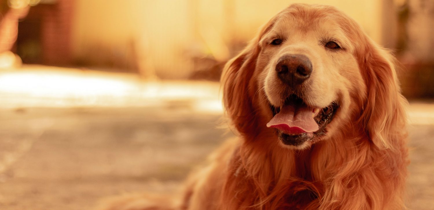 Do female dogs always attract a male when in heat? Do female dogs always attract a male when in heat?