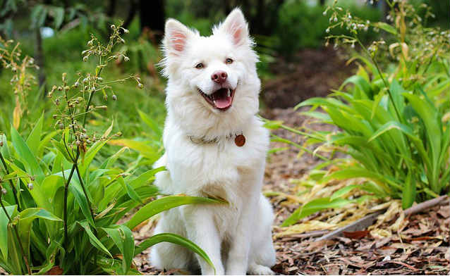 A Finnish Lapphund puppy sitting on a trail and smiling with their open exposing their tongue and teeth