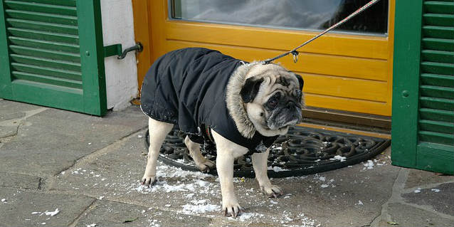 A leashed Pug wearing a winter coat that is refusing to walk