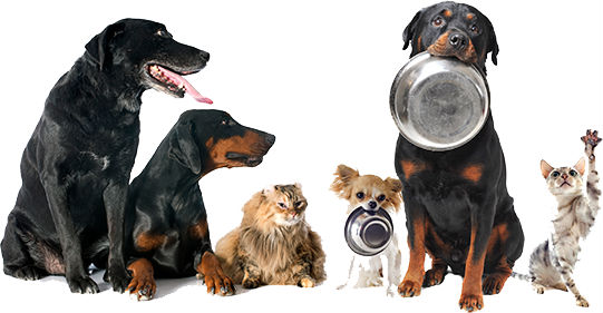 A Rottweiler holding a steel food bowl in mouth and is sitting upright next to other dogs and cats