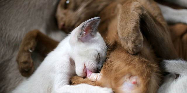 A Siamese kitten nursing on their mother