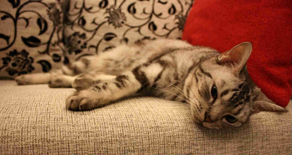 A silver tabby cat is lying down on a couch next to a red pillow