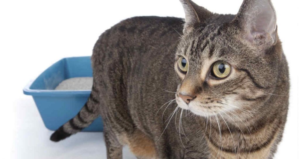 A tabby cat is standing outside of a blue litter box filled with cat litter