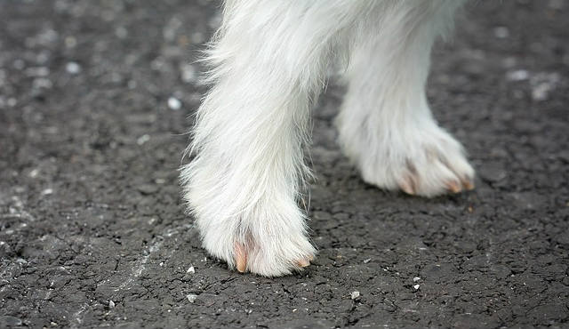 After a canine nail bed tumor has been diagnosed what should our next steps be?