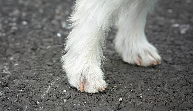 A white dog's on gravel with their nails poking out