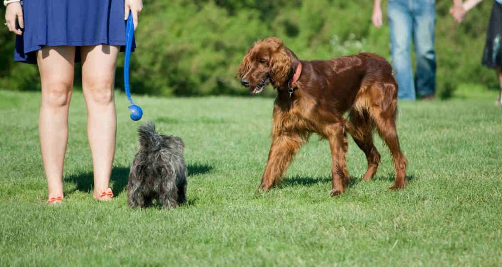 A woman wearing a blue dress is holding a blue ball launcher and is standing beside a small black dog and red Irish setter