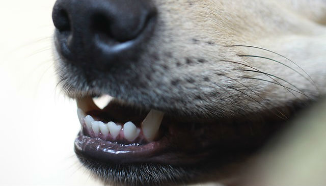 A yellow Labrador Retriever that is smiling exposing their bottom teeth