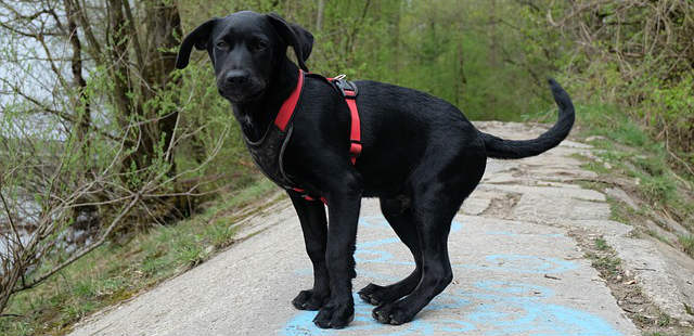 A black Labrador Retriever puppy attempting to sit down on a rock outside