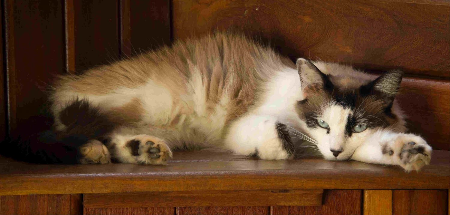 My cat’s stool is dry and she might have constipation. What is the cause and treatment? My cat’s stool is dry and she might have constipation. What is the cause and treatment?