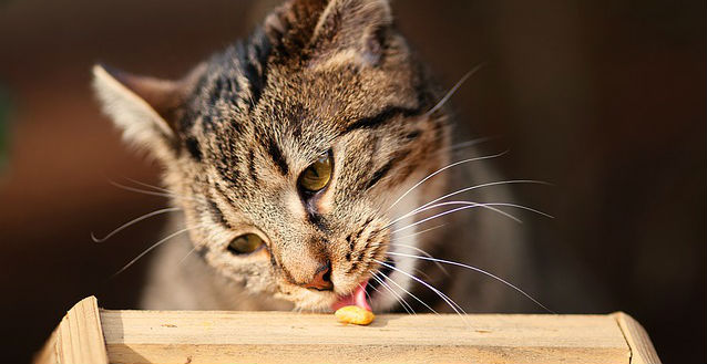 A cat eating a piece of dry food