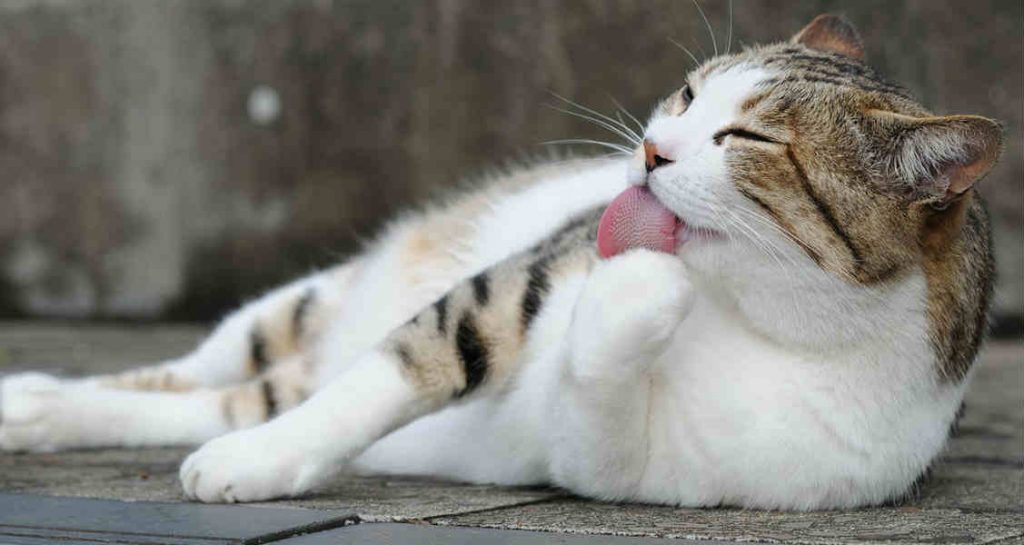 A cat is lying down on the ground outside and licking their paw