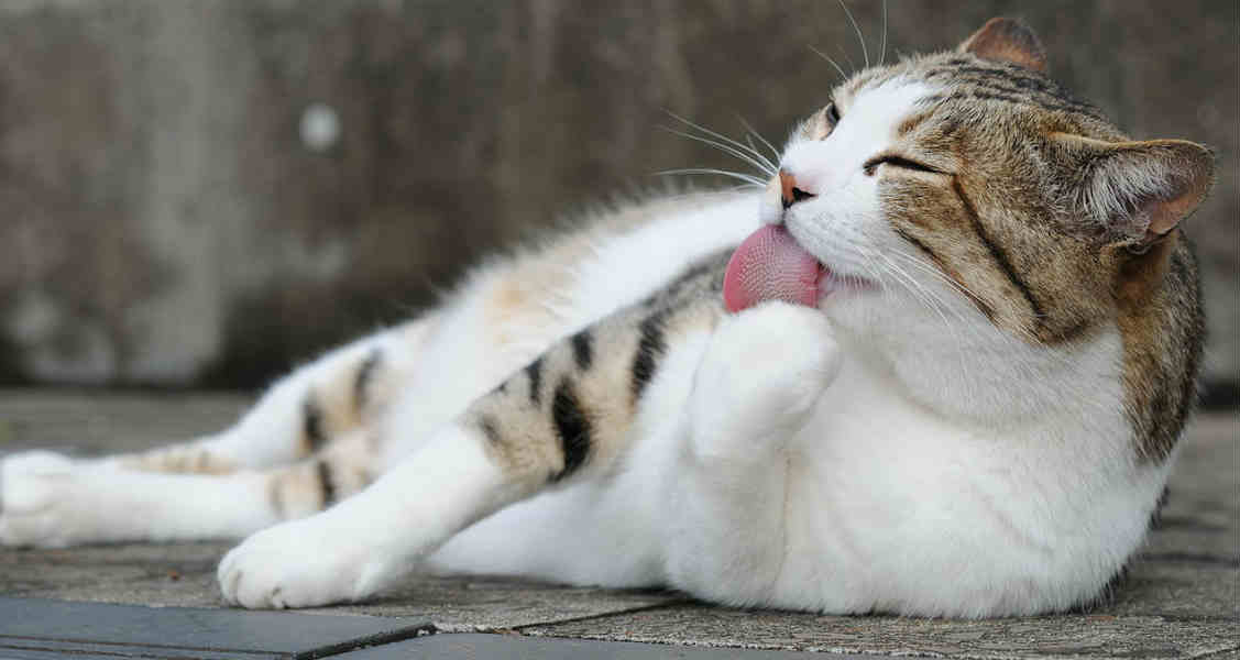 The Hairy Truth About Hairballs The Hairy Truth About Hairballs
