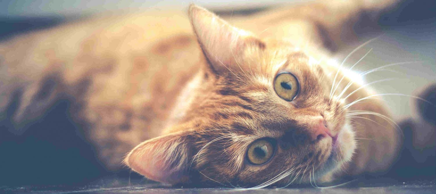 How can I treat parasitic infections in cats (eg. tapeworm) at a low cost? How can I treat parasitic infections in cats (eg. tapeworm) at a low cost?
