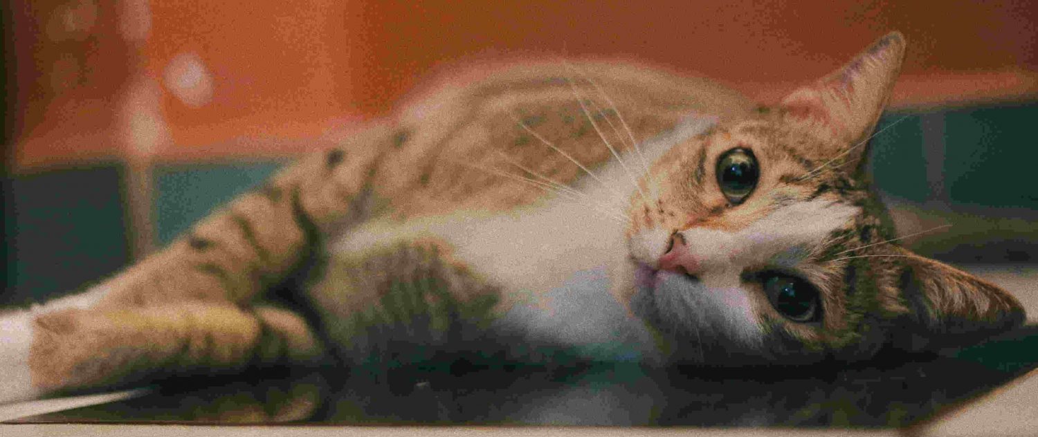 My cat won’t take a pill for her hyperthyroidism. What are some other options to administer medication and treat this condition? My cat won’t take a pill for her hyperthyroidism. What are some other options to administer medication and treat this condition?