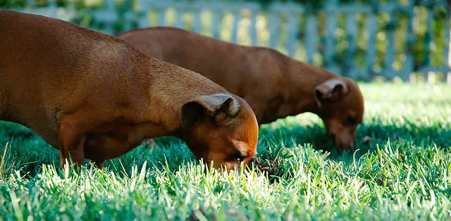 Two Dachshunds standing side by side eating grass