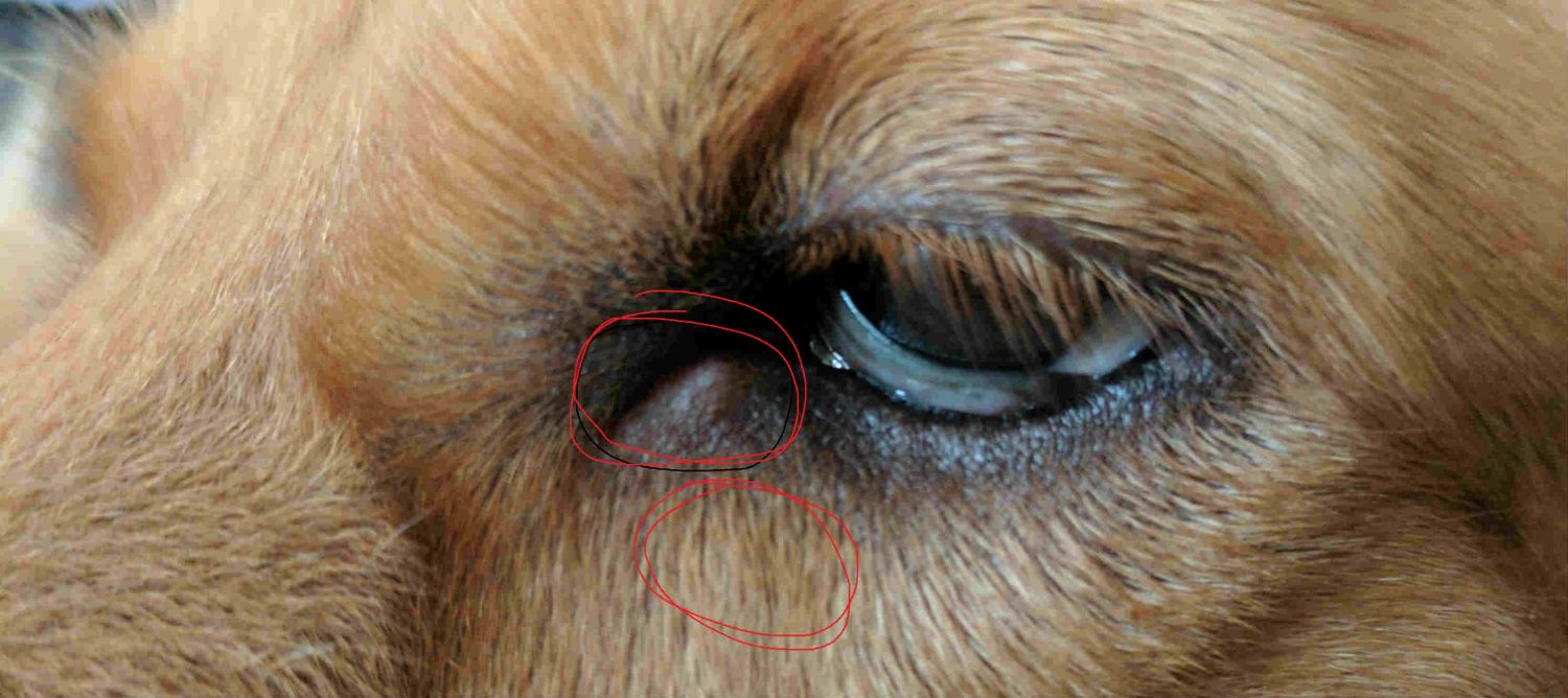 My dog has bumps near her eye. What is the cause and are there any home remedies? Also, how often should a titer test be performed?
