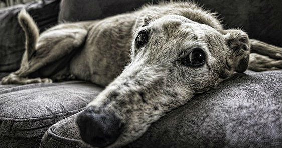My dog is having trouble getting up from a seated position. What is the cause and are there any supplements that will help with the lameness and stiffness? My dog is having trouble getting up from a seated position. What is the cause and are there any supplements that will help with the lameness and stiffness?