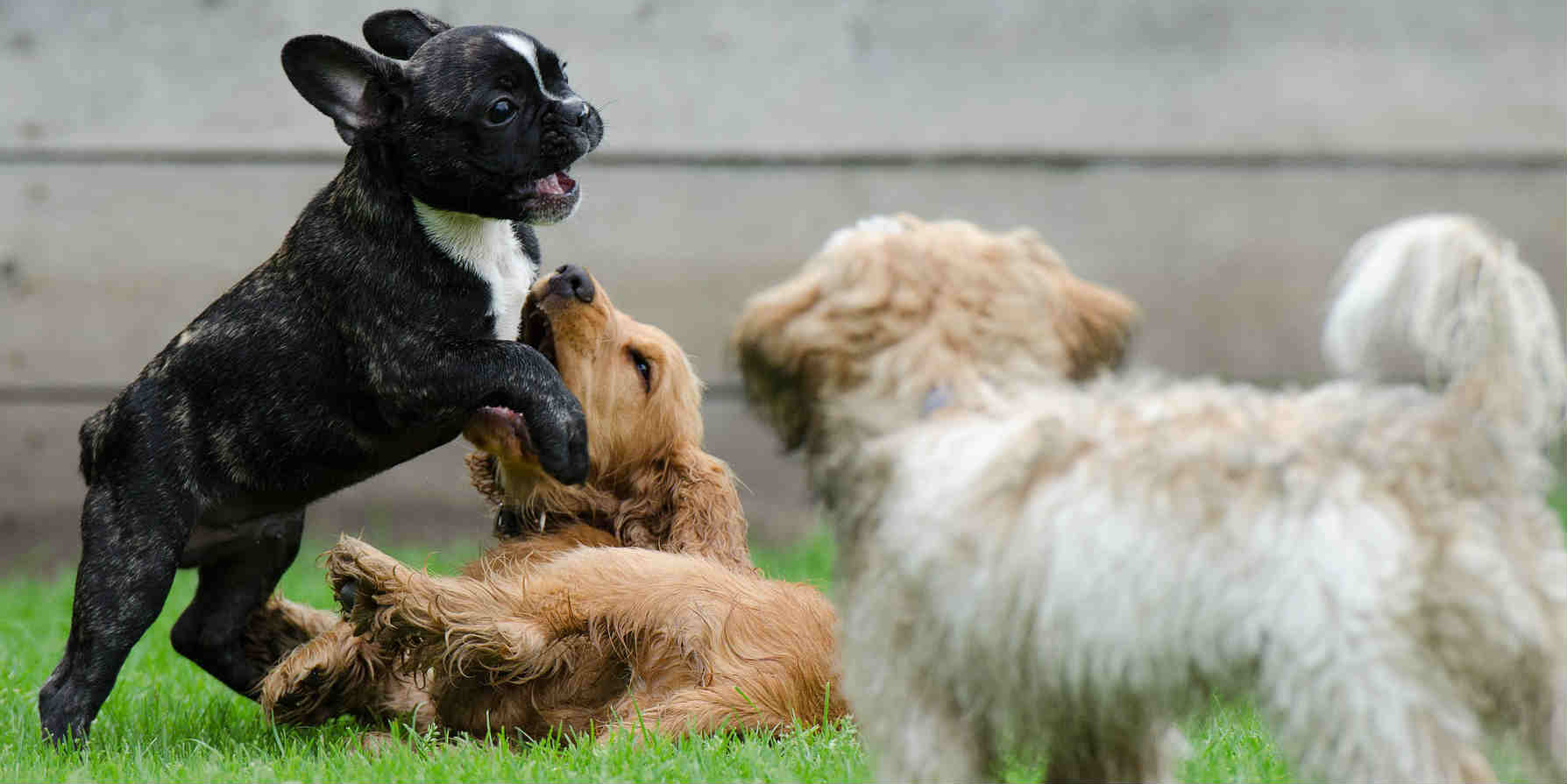 What is the risk of a puppy with only the first round of vaccines of contracting Parvovirus at a pet daycare facility? What is the risk of a puppy with only the first round of vaccines of contracting Parvovirus at a pet daycare facility?