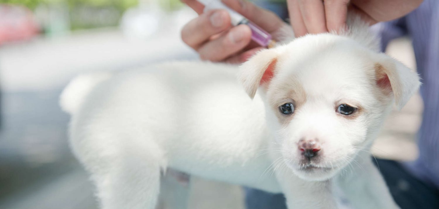 What age should a puppy be vaccinated for rabies?