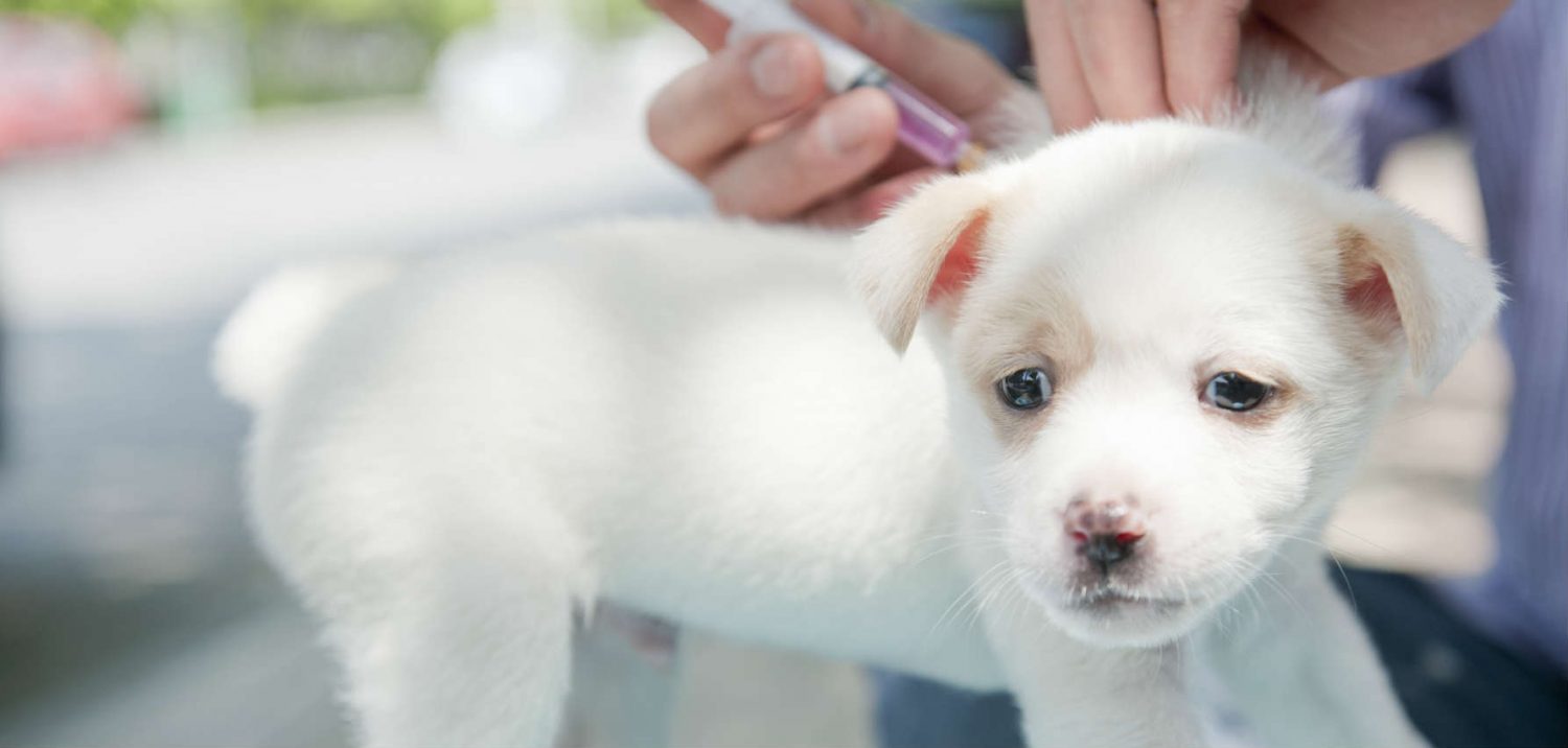 What age should a puppy be vaccinated for rabies? What age should a puppy be vaccinated for rabies?