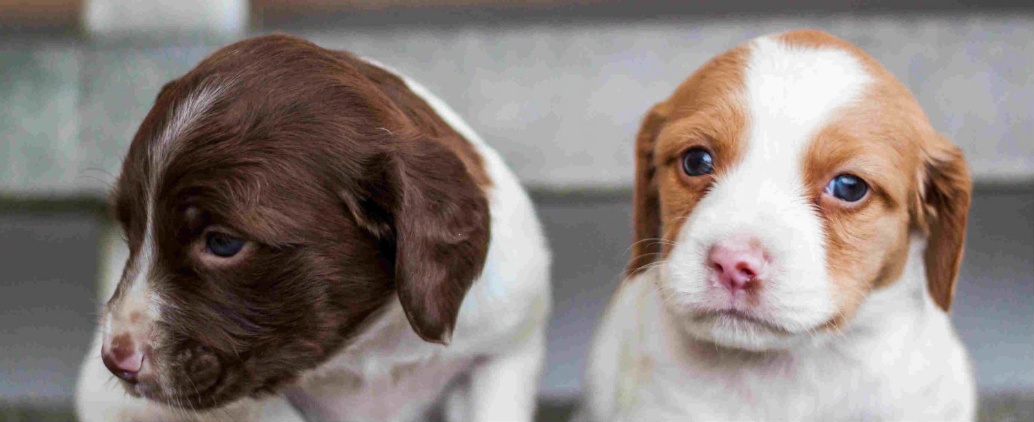 When can I take my puppy outside to potty train? When can I take my puppy outside to potty train?