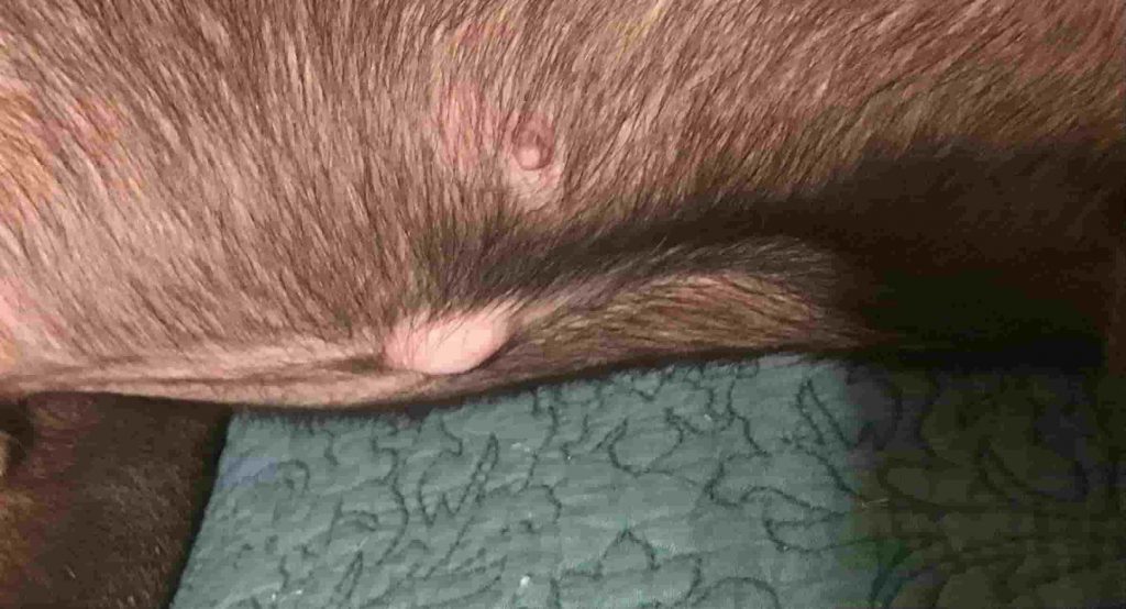 A pink bump protruding from a dog's belly
