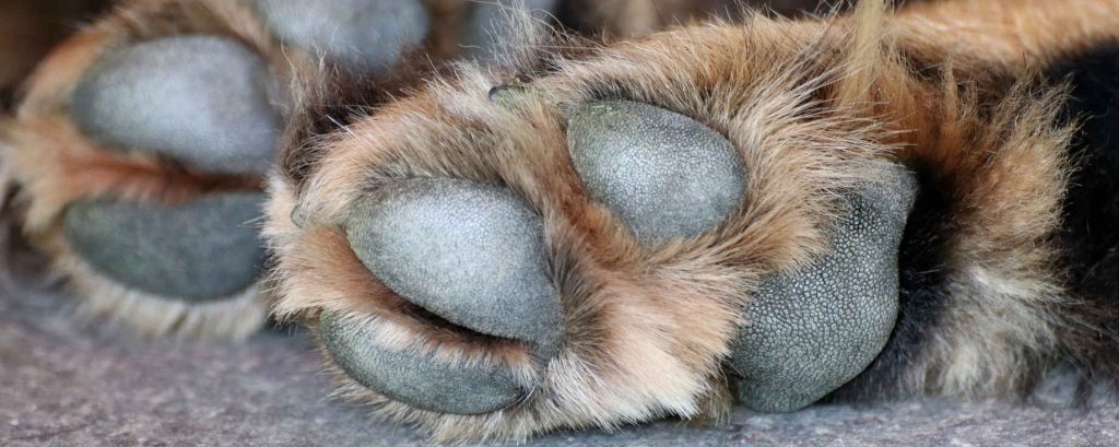 Calluses on dogs hind paw between toes and heel