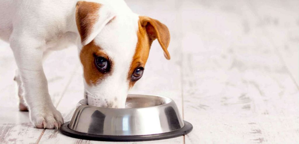 A dog eating out of a steel bowl on a wooden floor