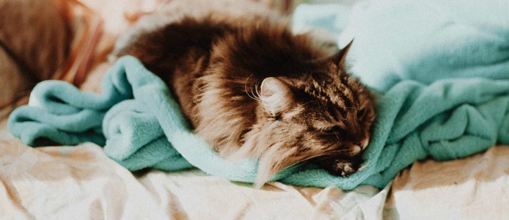 Cat with a fever sleeping on blanket