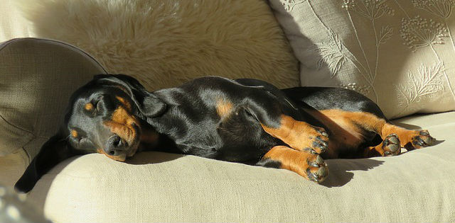 A Dachshund sleeping on a grey couch